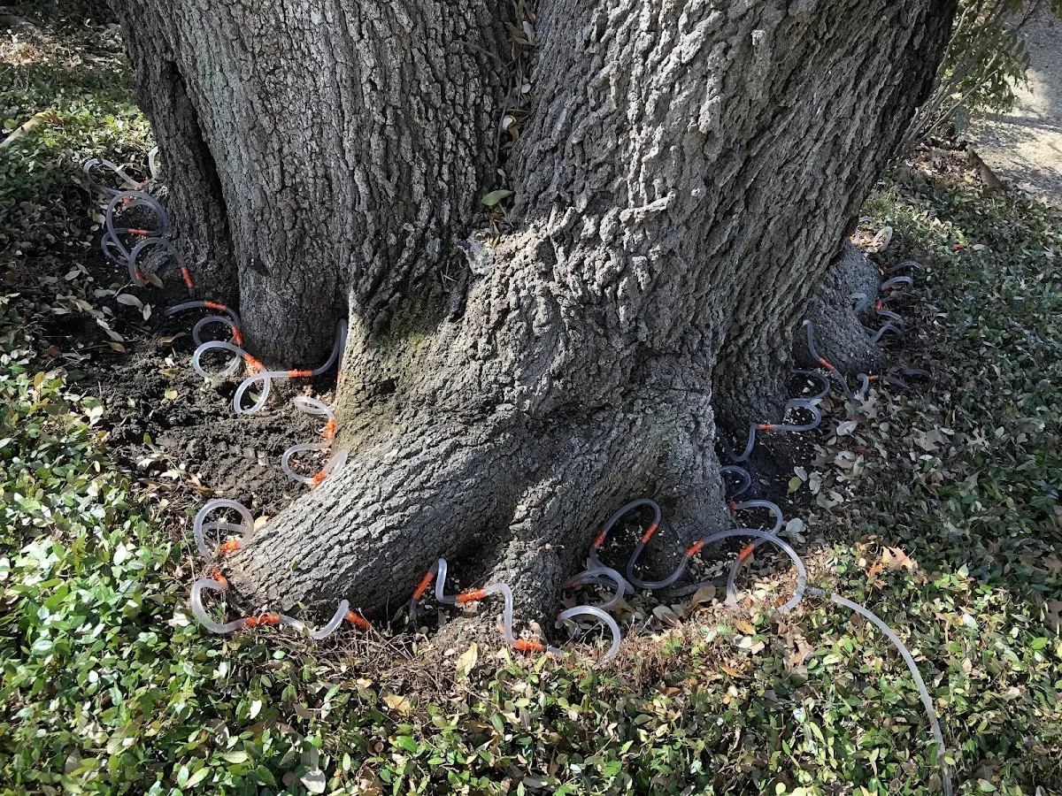 Detailed Tree Cabling and Bracing job site in Zephyr Cove