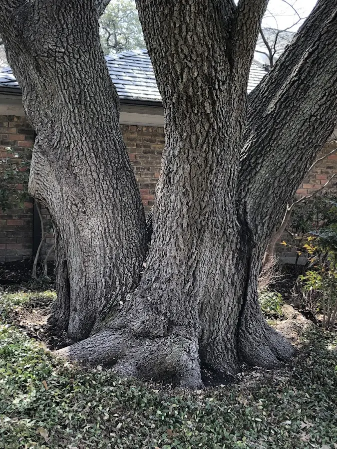 Mature heritage tree close to a Zephyr Cove property cared for by certified arborists